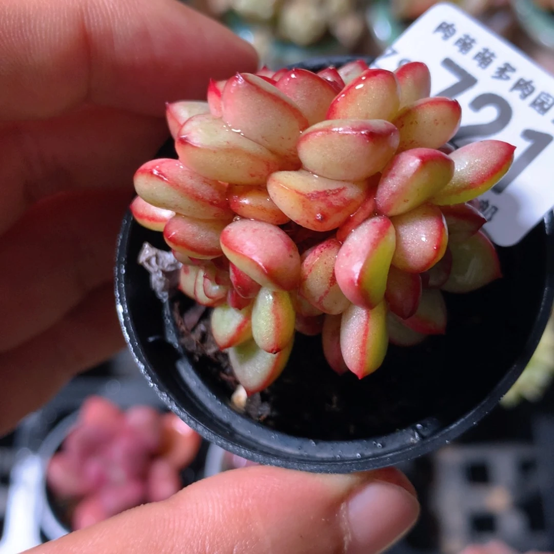 5CM拇指盆精控多肉ZS721