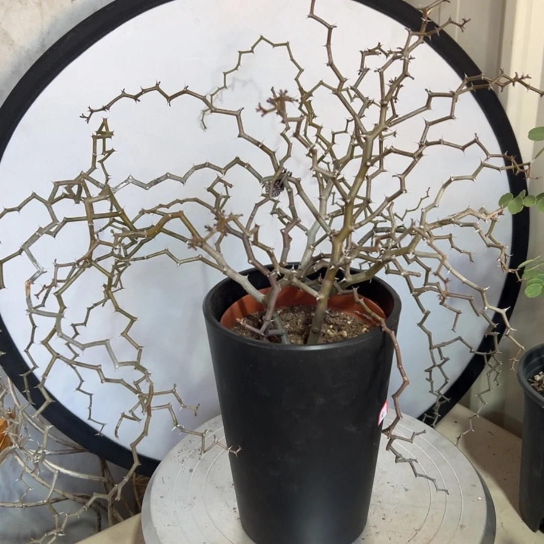 弯曲龙带盆1111111