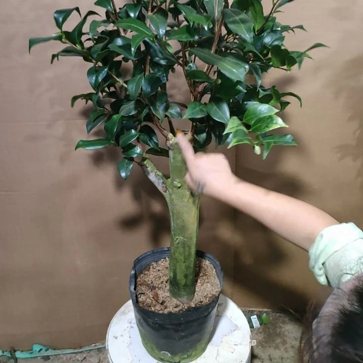 204六品，原盆原土发货，不包邮