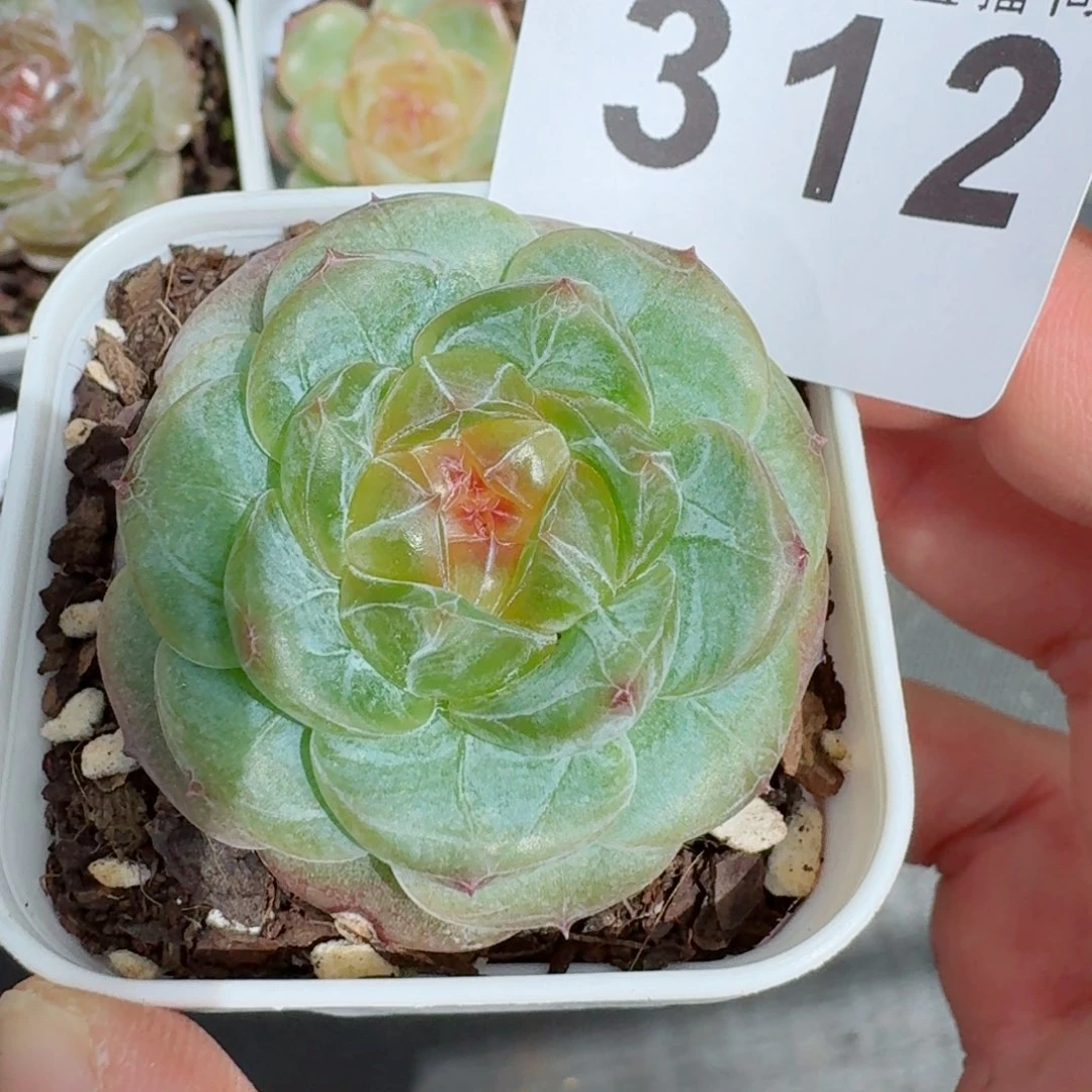 明兰珍妮            精美多肉植物