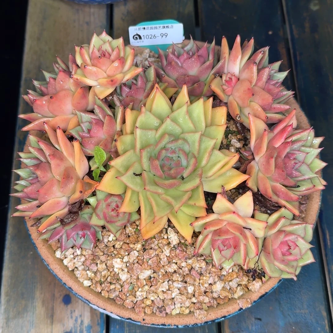 从前慢多肉精选编号1026.99