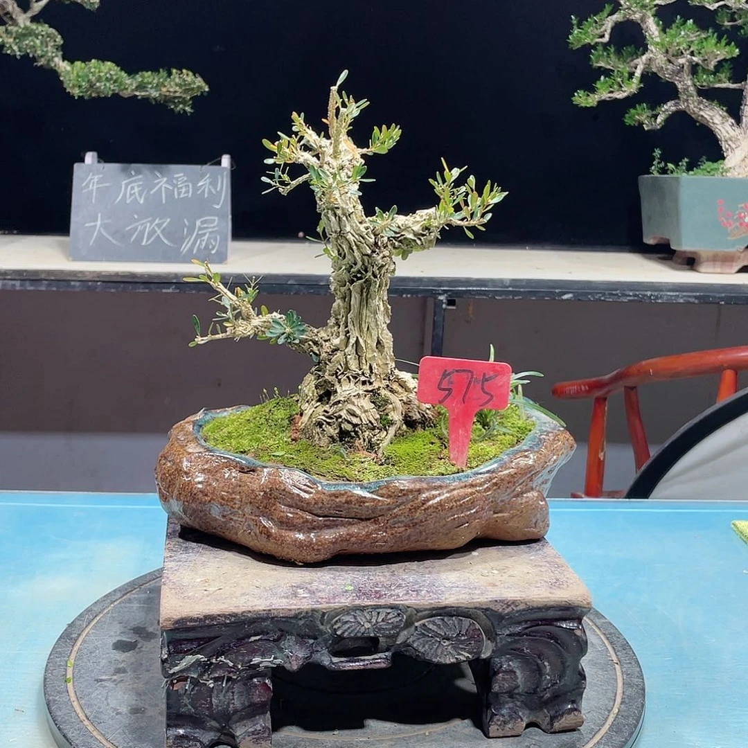 黄杨黄杨黄杨黄杨