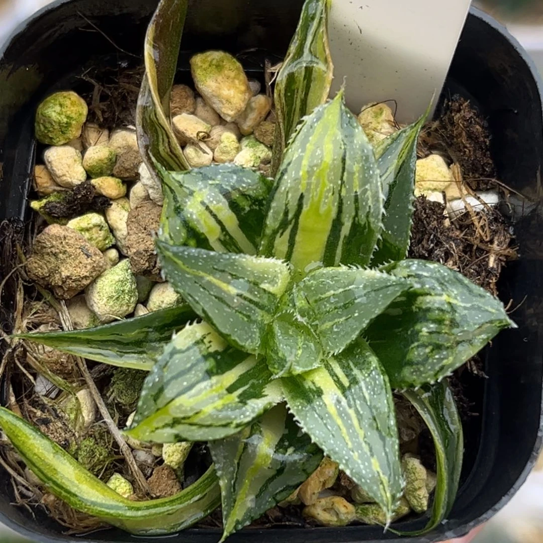 10小白鲨寿锦福利专场