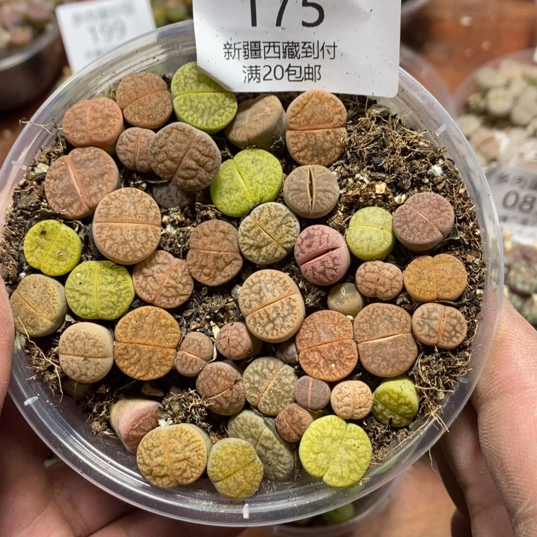 多肉蛋炒饭感谢您相伴175