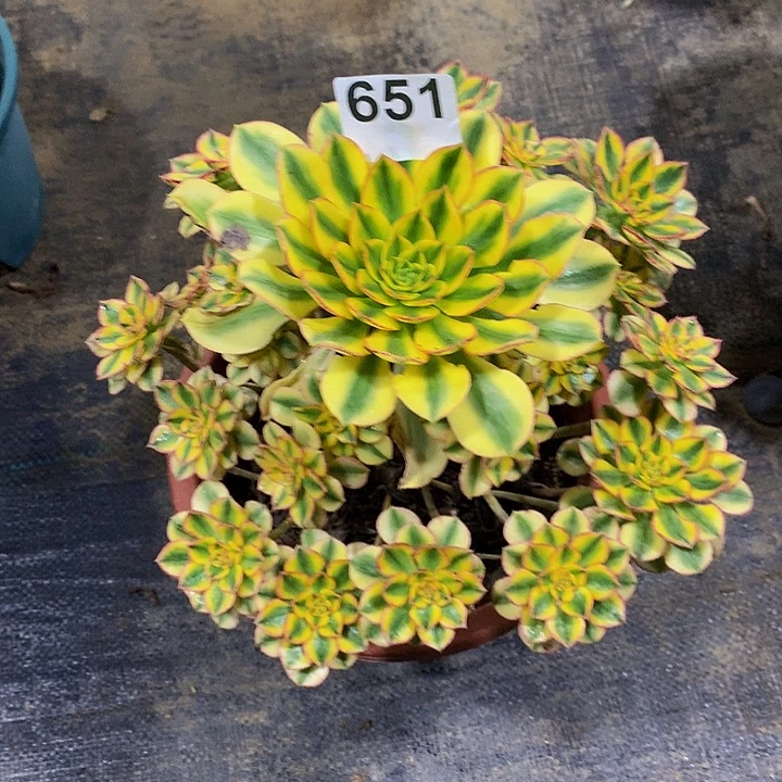 S***e法师太阳神6510000