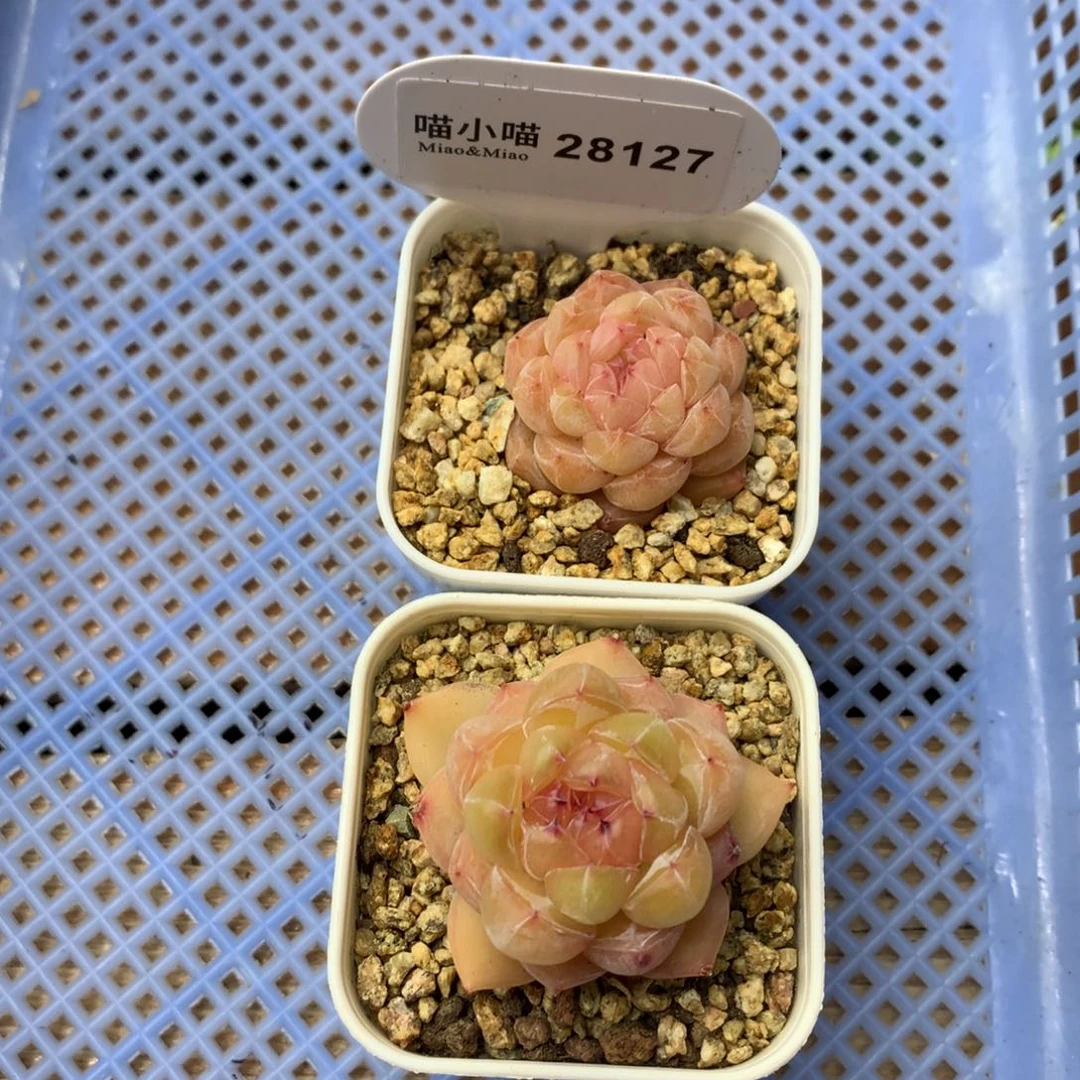 海****，多肉植物糖心珍妮