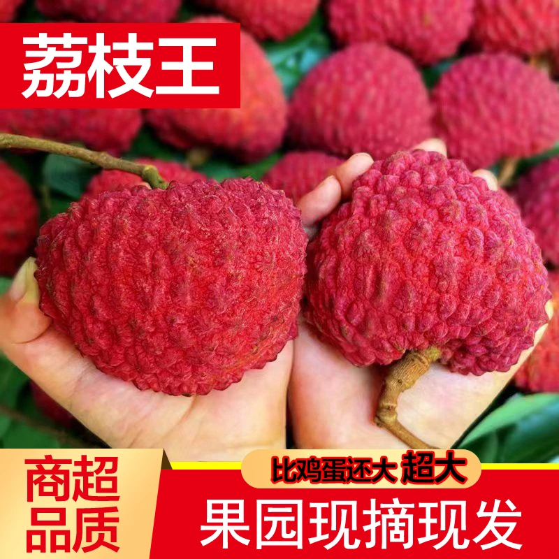 现货海口火山荔枝王特大新鲜荔枝鲜果应季水果永兴现摘现发巨无霸
