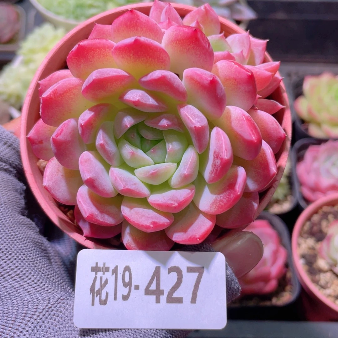 花利美19-427糖心新品