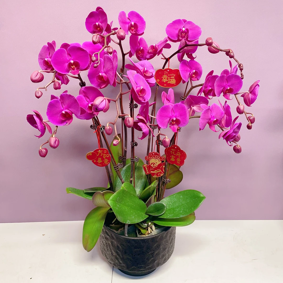 万季【摩天轮】年宵花 紫气东来 长花期艺术组盆系列基地发货