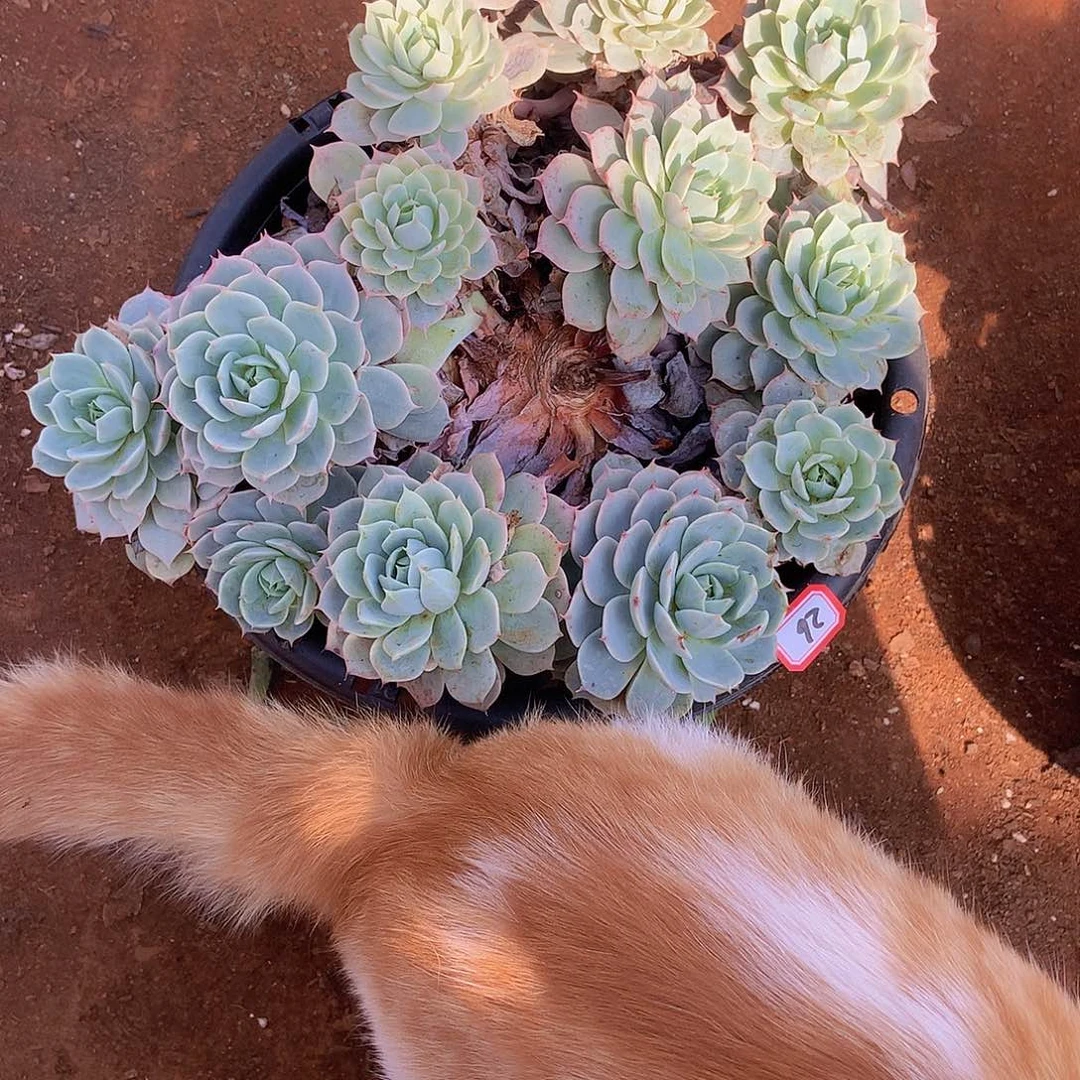 ?***?老三多肉一物一拍家里26雪遇