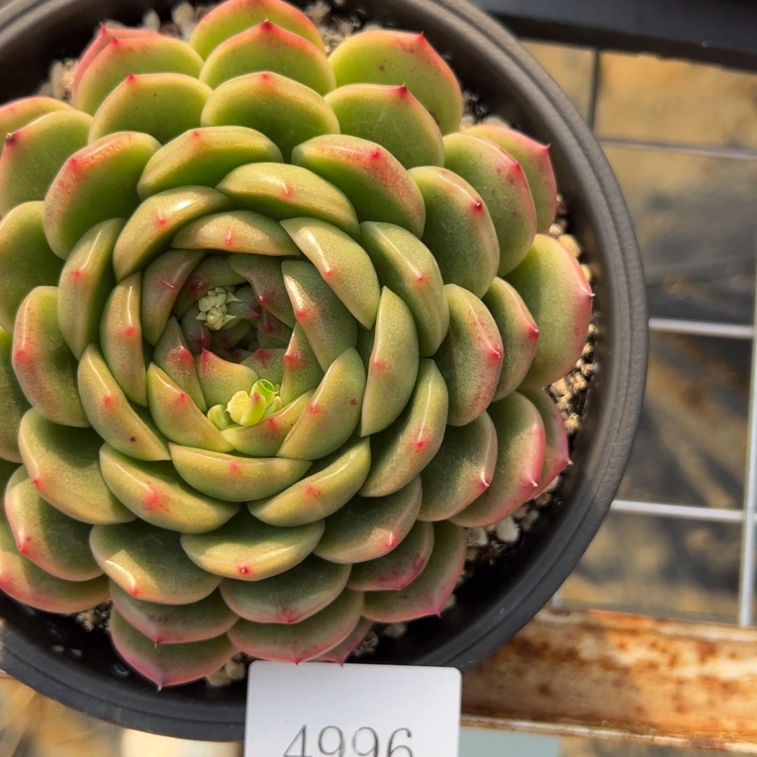 我****鱼4996肉肉肉肉肉肉肉