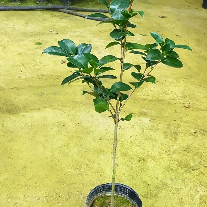 彩虹天使。
