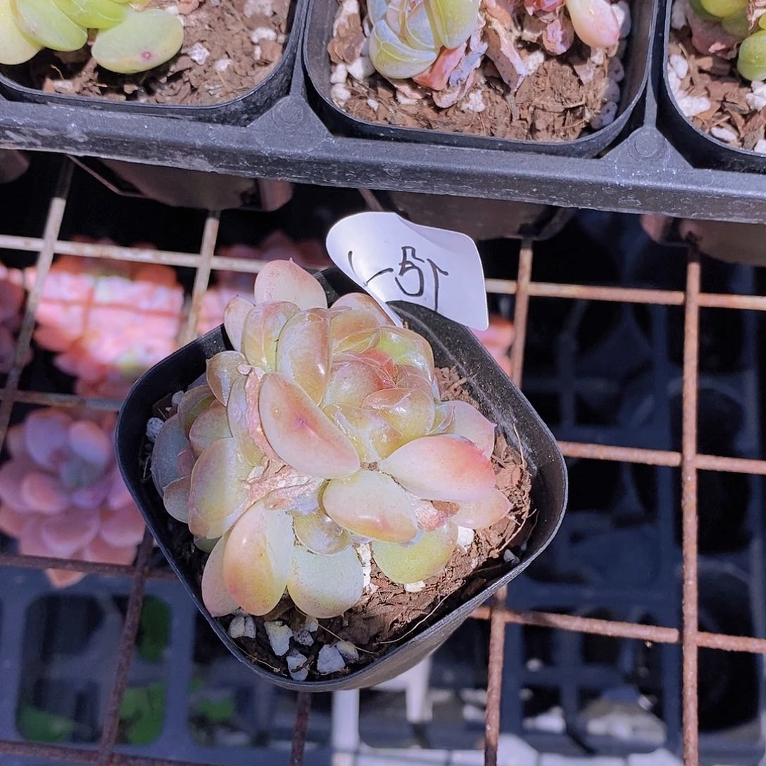 *️****16-51 甜茶一物一拍