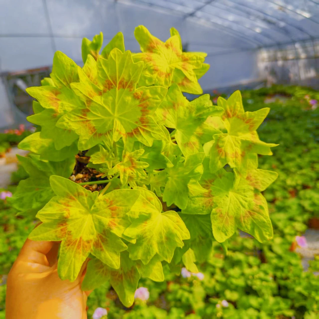 基布里奇～彩叶天竺葵