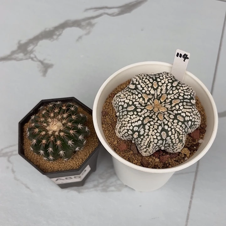 $***0奇特球海星兜仙人球1
