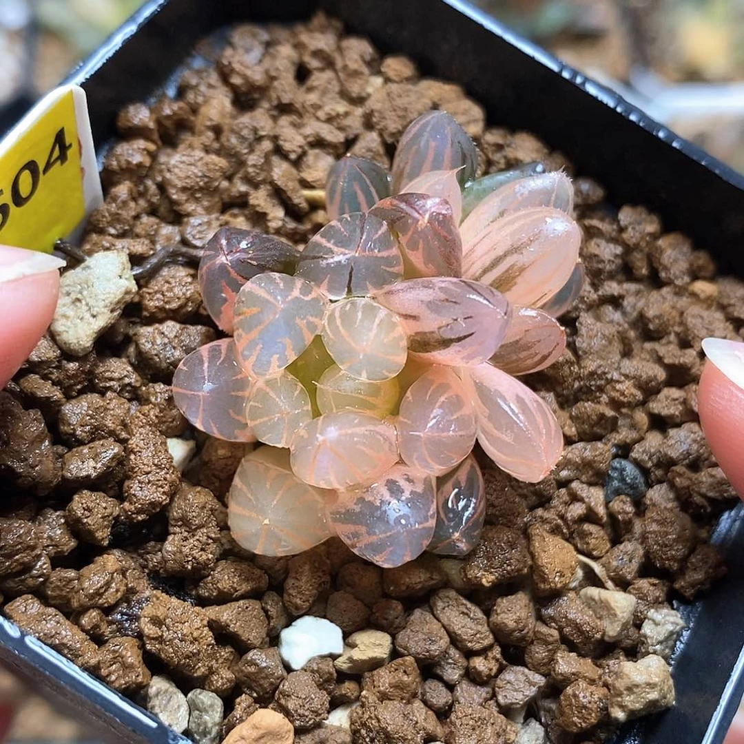 604号糊斑霓虹灯玉露锦一物一拍的