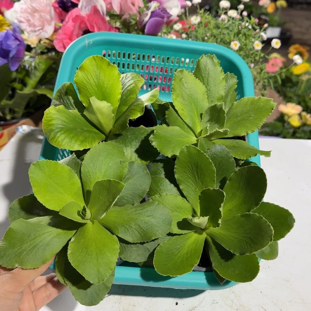 随机盲盒4棵耳叶