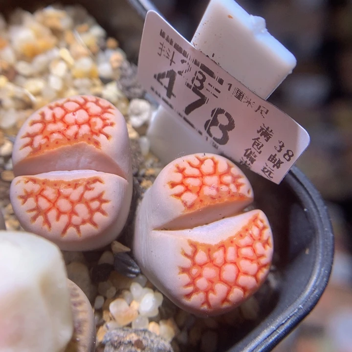精品生石花28.478