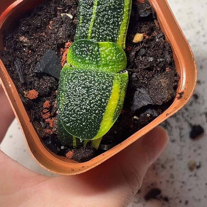 卧牛锦一物一拍福利2