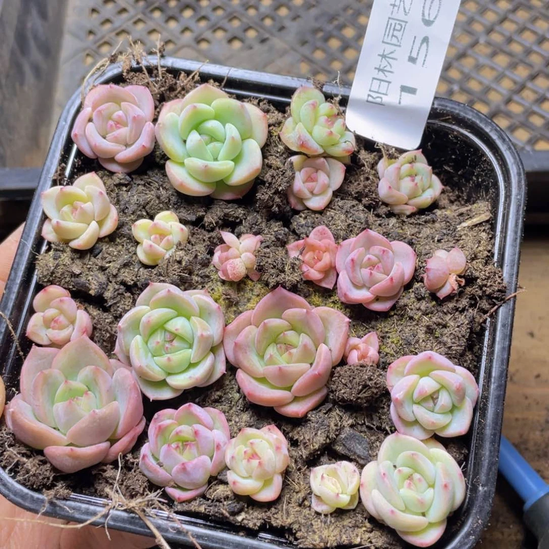 多肉植物多肉植物156