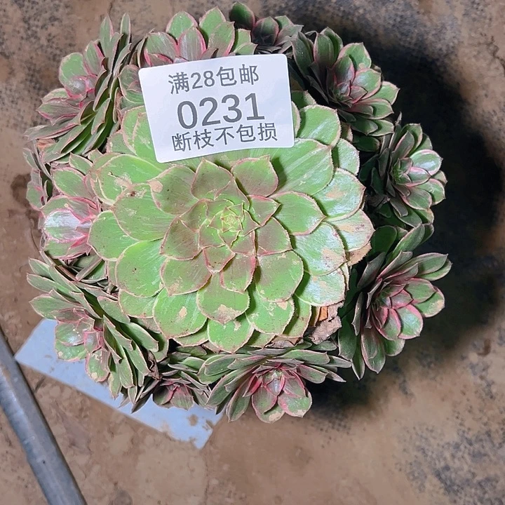 0231孔雀翎多肉植物