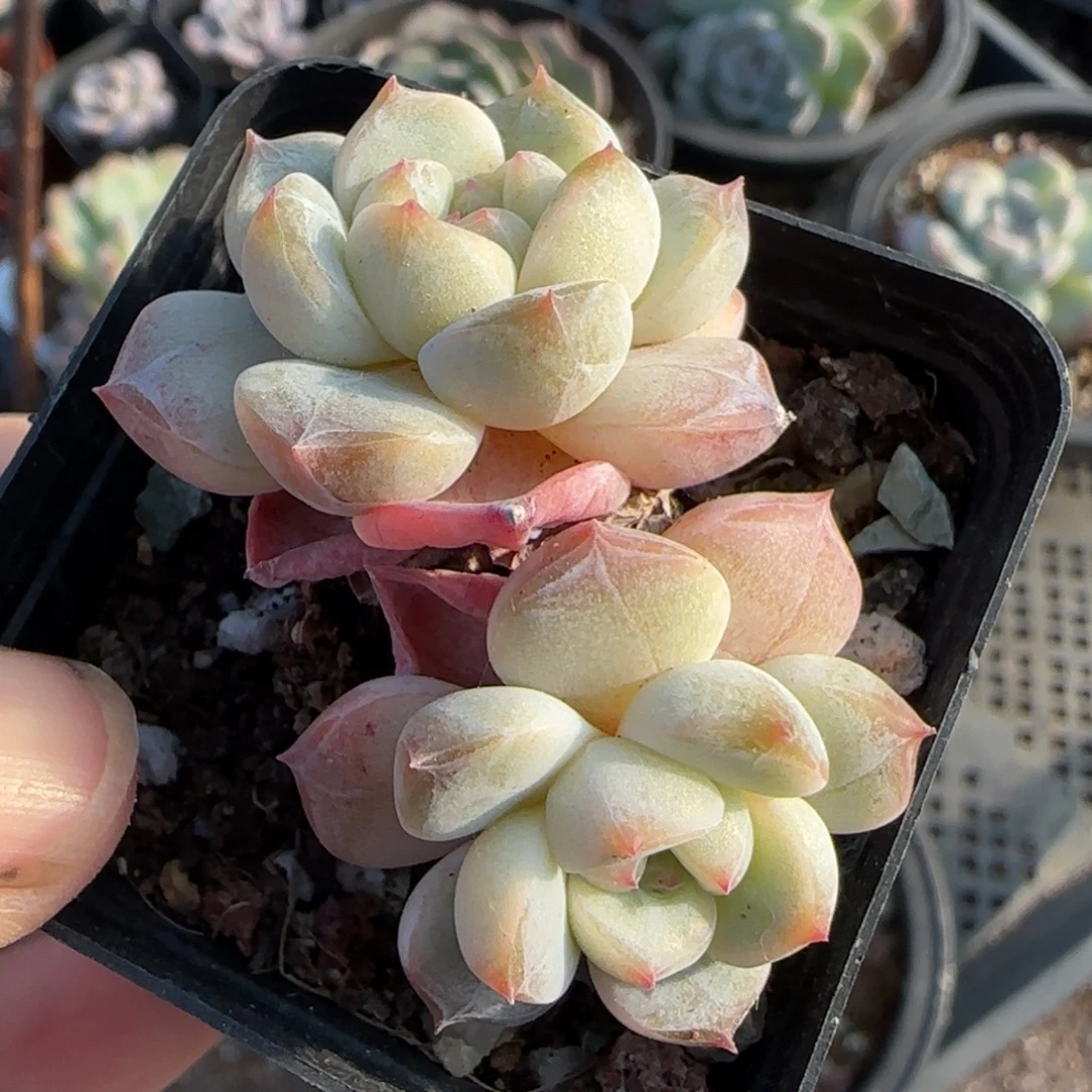 小卡拉米糖心一物一拍