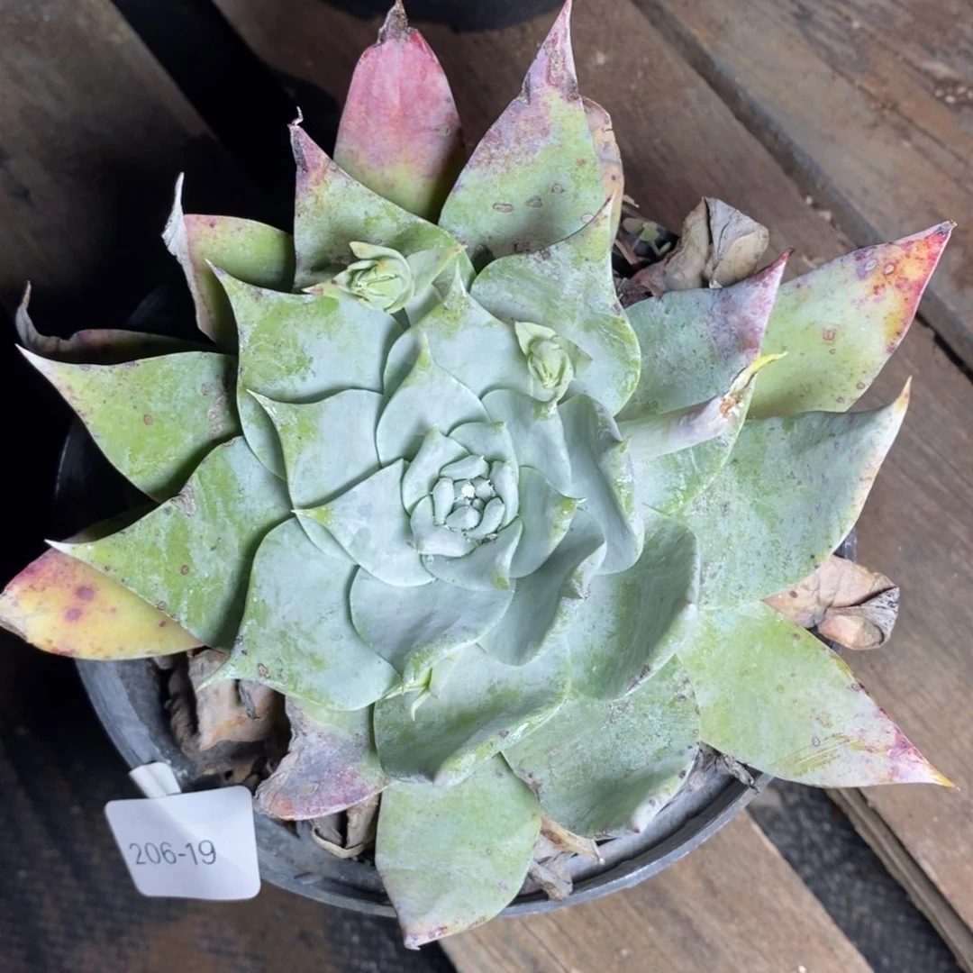 19号宽叶雪山福利啦