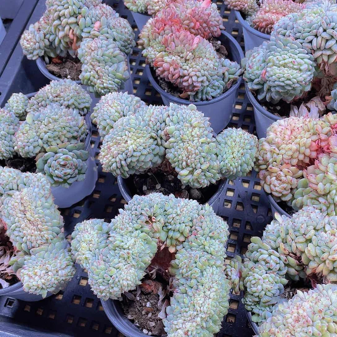 量拍64号 白胖子缀化一个