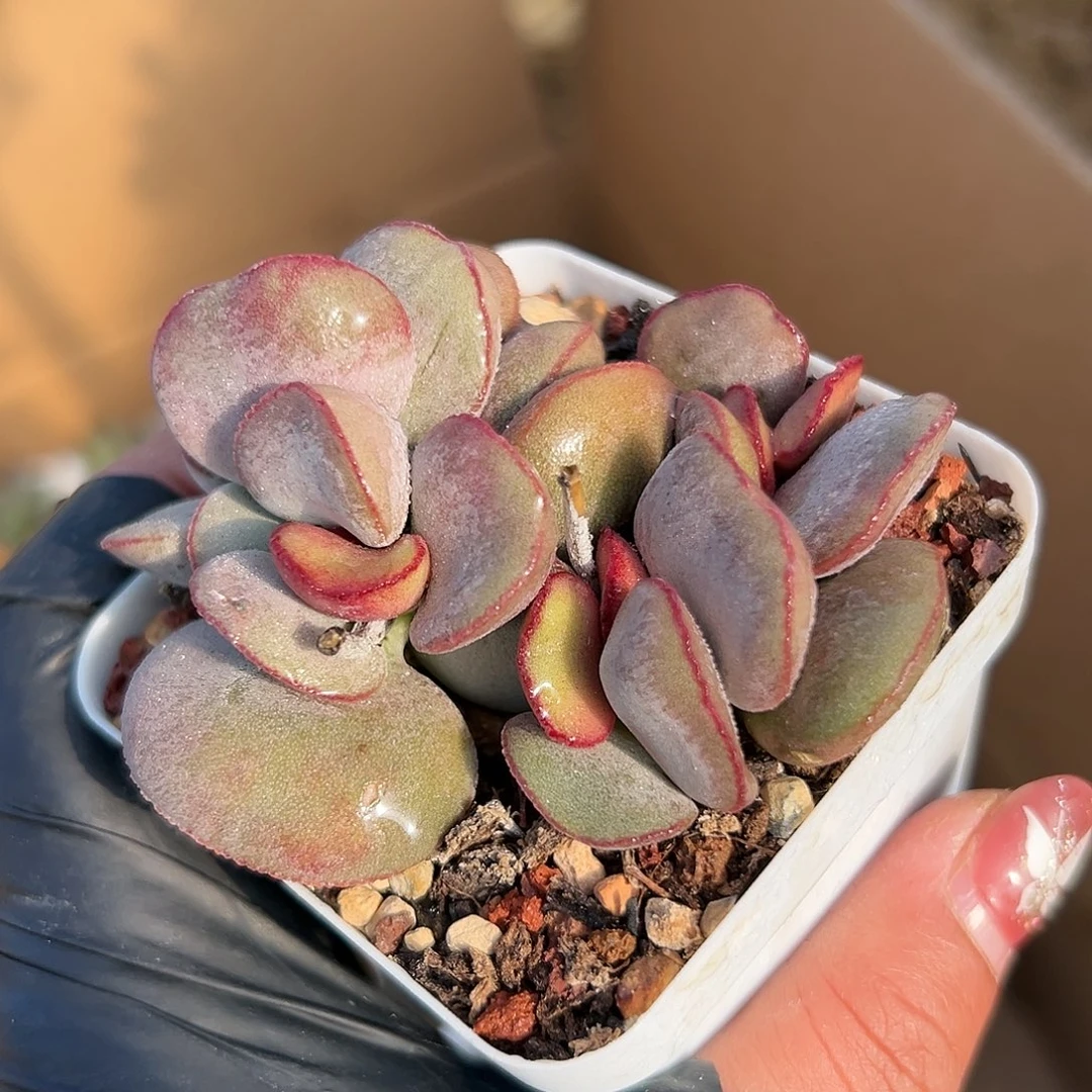 多肉植物红蛋水泡