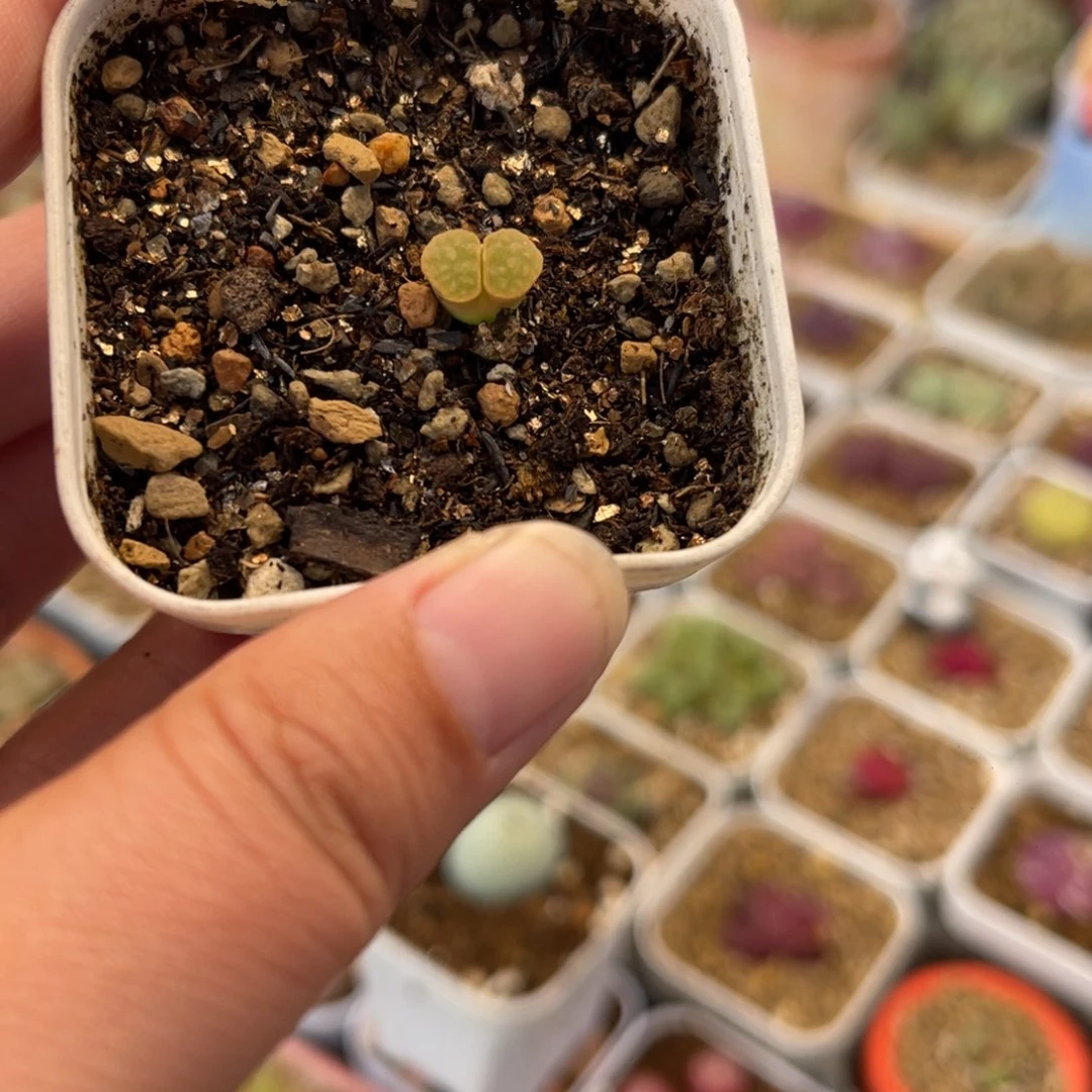 095多肉植物百科
