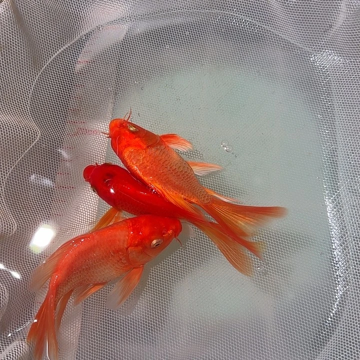 蝴蝶鲤鱼蝴蝶里冷水观赏鱼