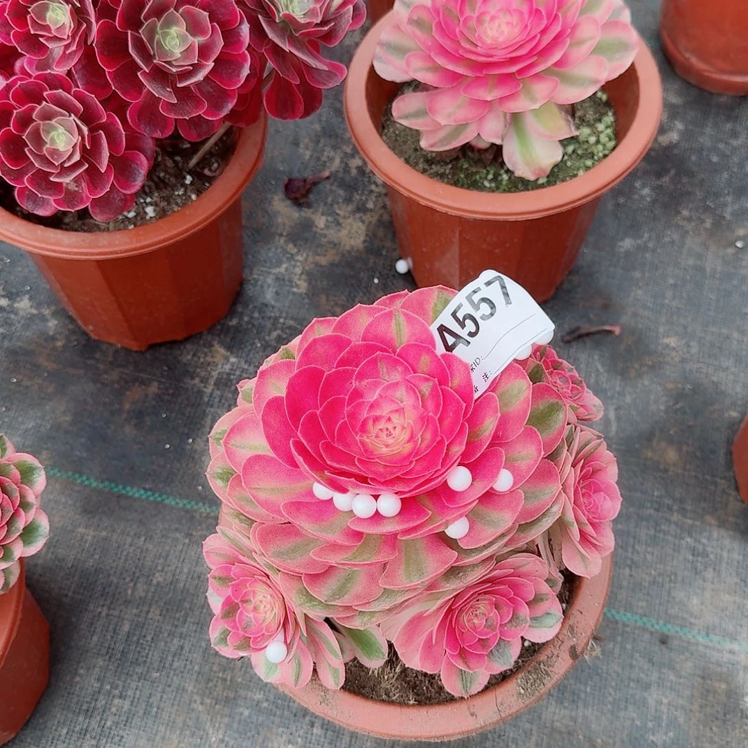 ?****?荔枝多肉法师557