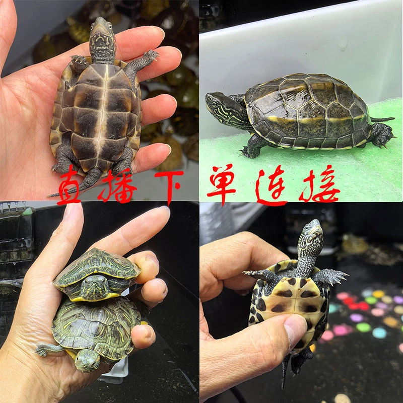 【直播专用】火焰地图西锦黄耳草龟苗麝香冷水观赏人工养殖超萌好物