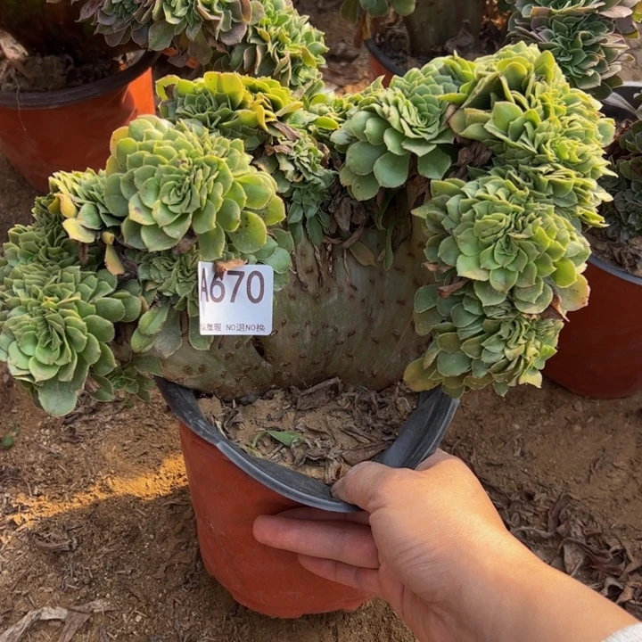 绿缀多肉植物670.