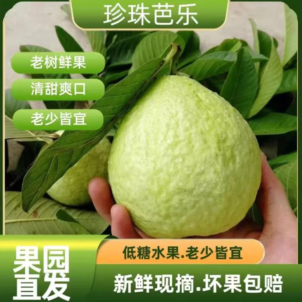 广东白心芭乐珍珠番石榴大果甜脆多汁当季新鲜孕妇水果老树爽脆