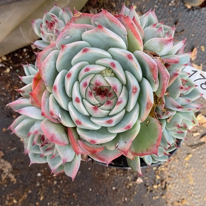 1787叶伤不售后～12厘米