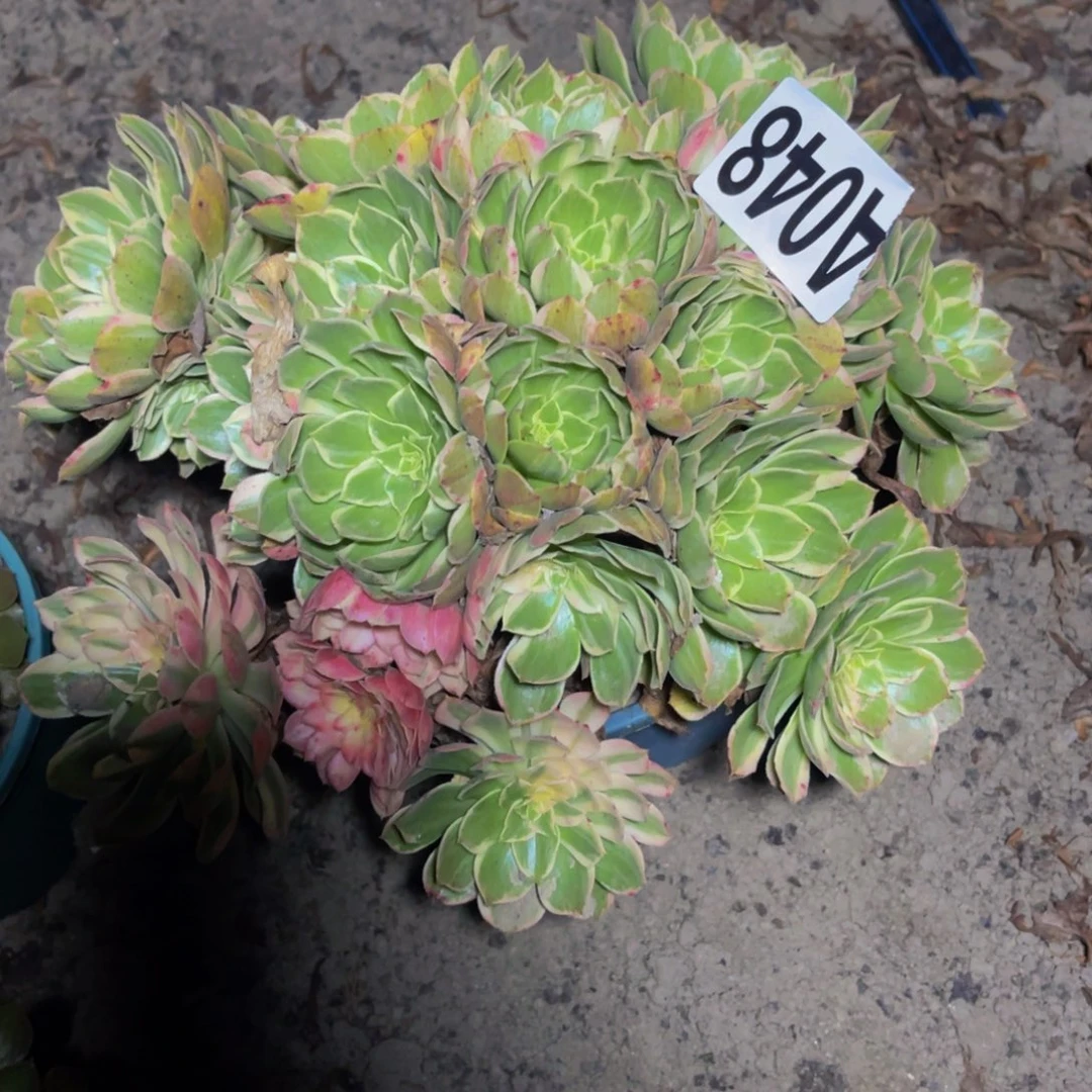 海燕法师16//22包邮