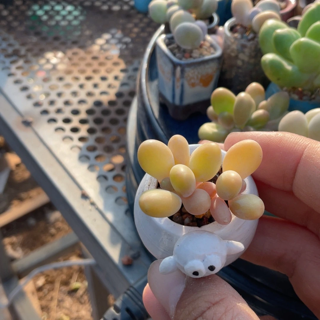 芒果奶群不带盆奶酪