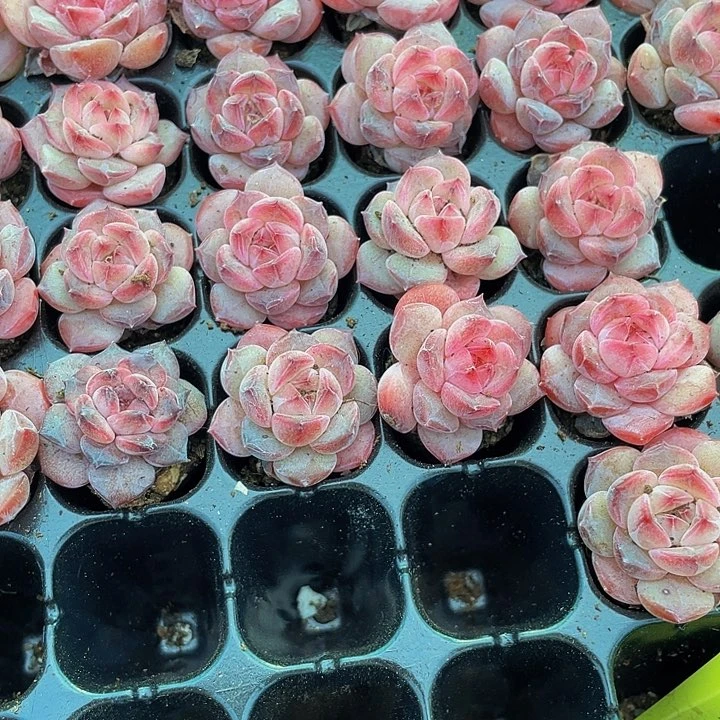 小红钻1元带土发