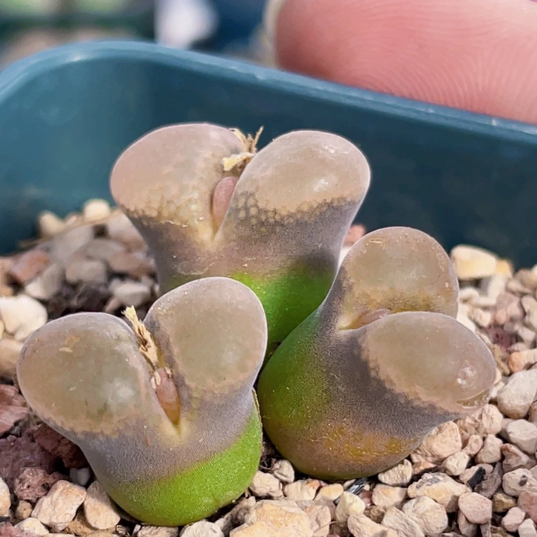 福利三头帕法德风铃植物一物一拍