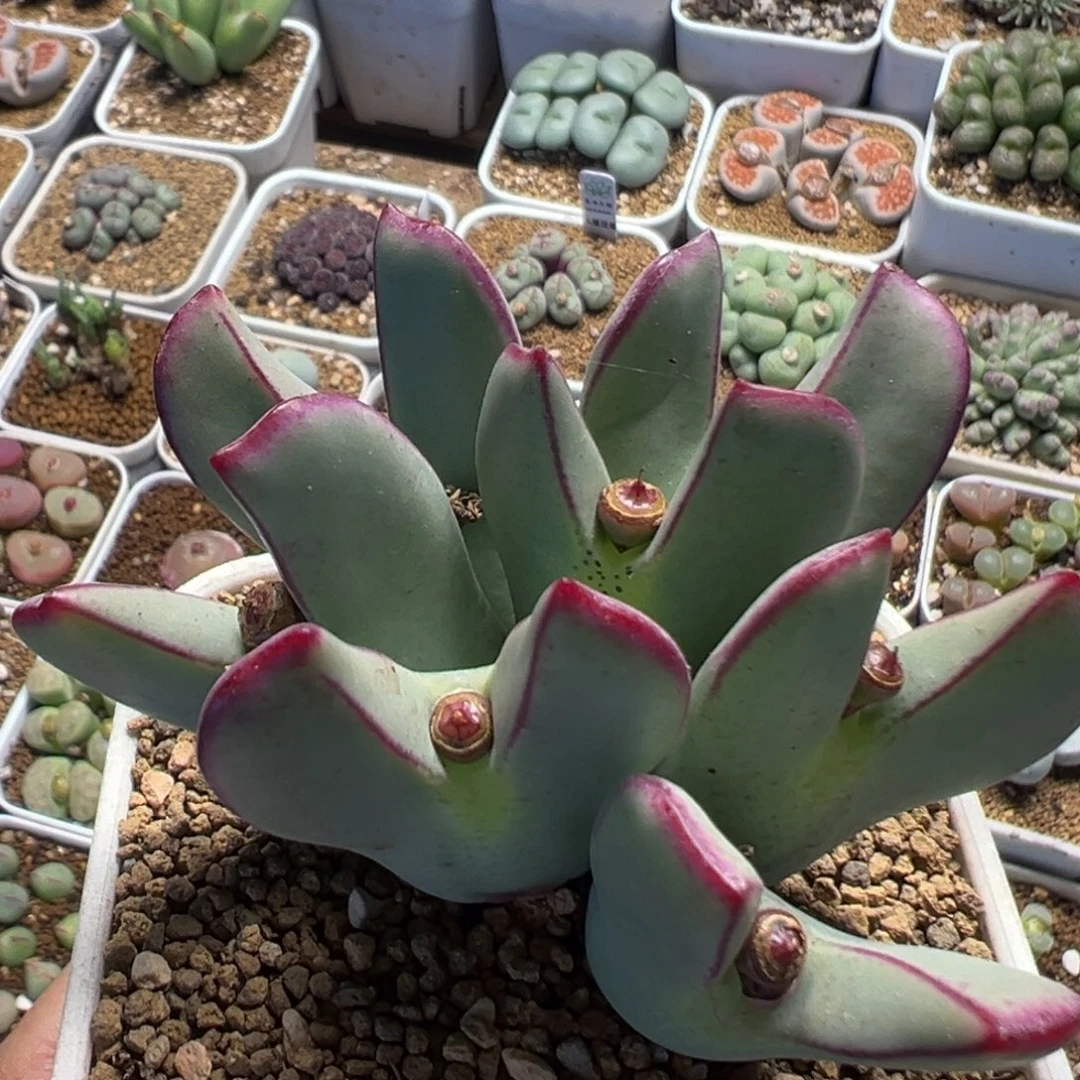 95多肉植物百科植物