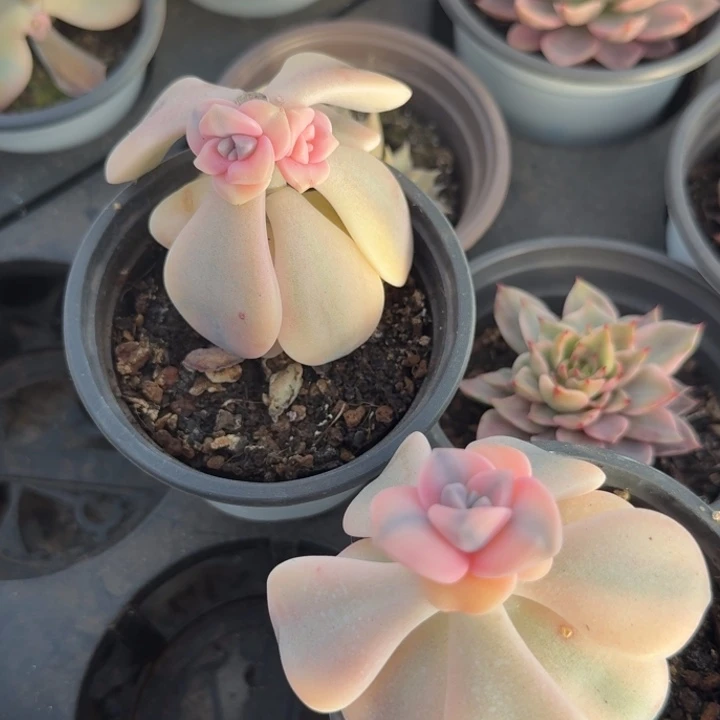 两个一组粉紫乐锦