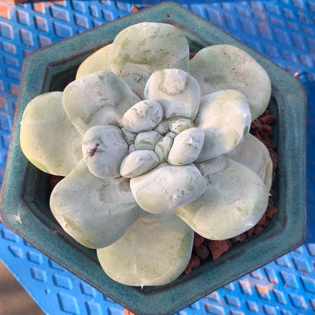 p****o拇指，多肉植物啦啦啦