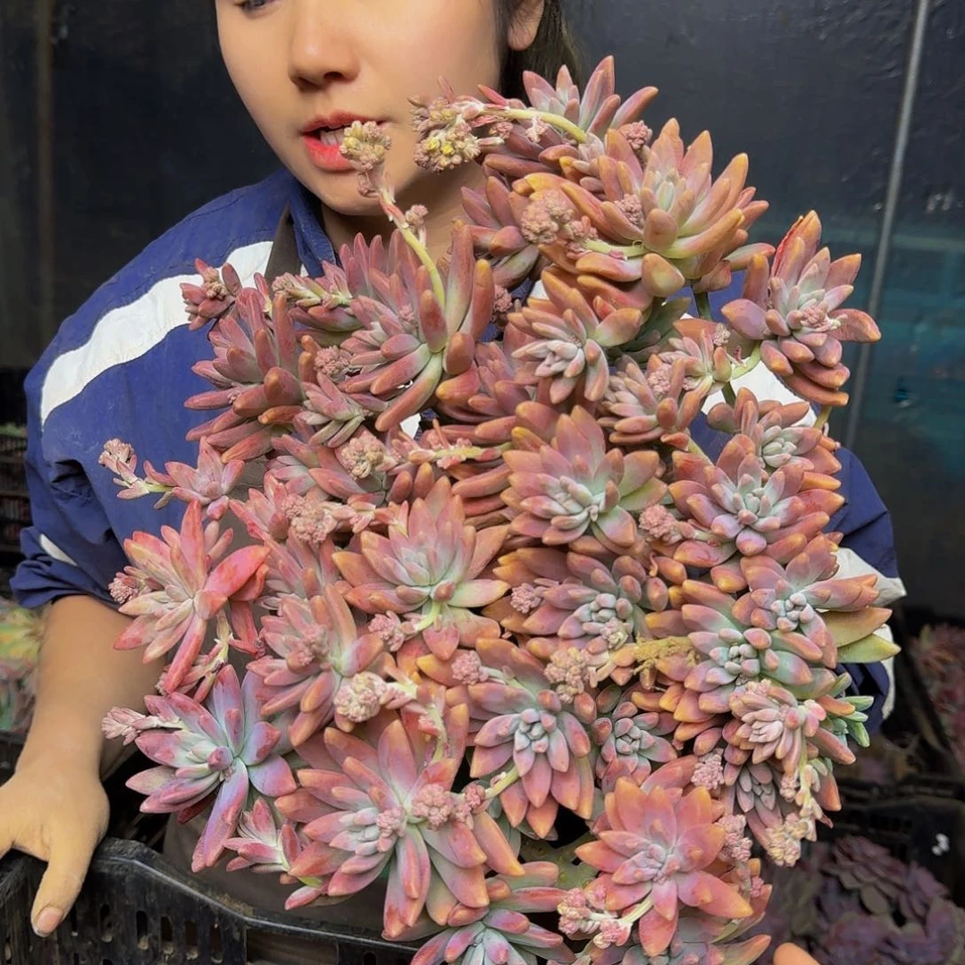 秋丽 一颗 不包损13.8