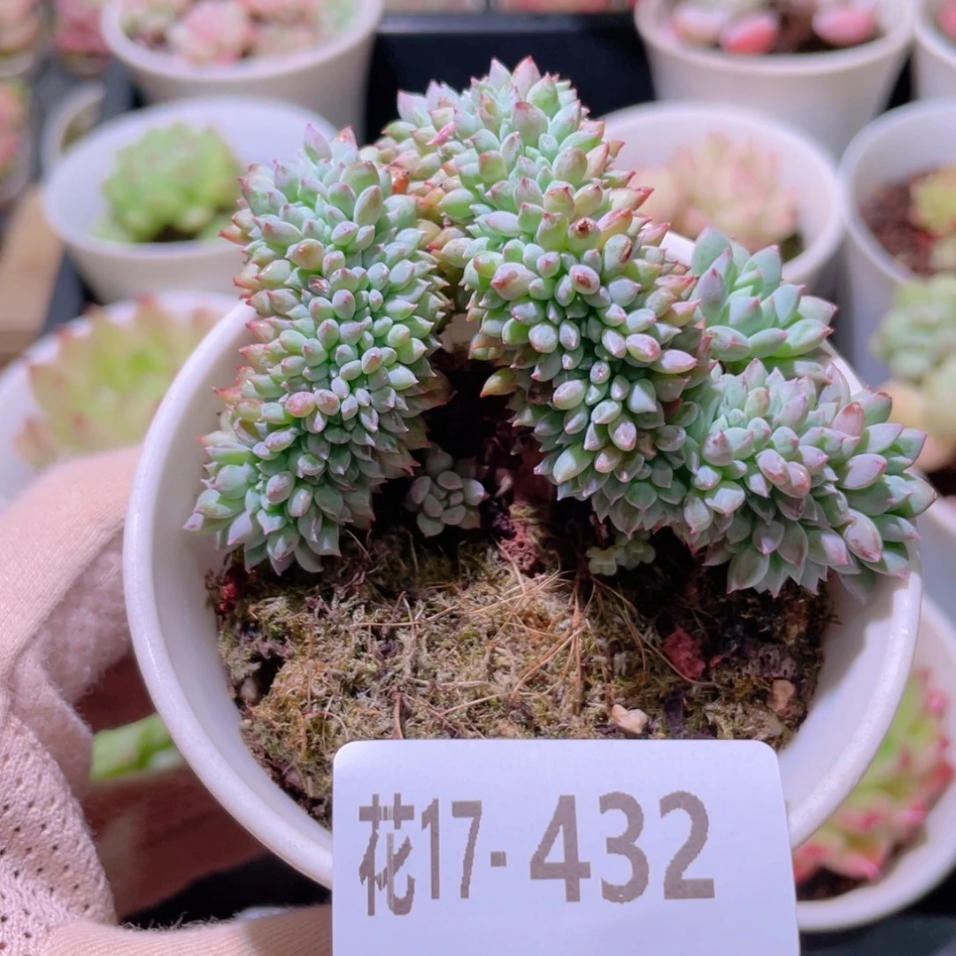 花利美17-432莱恩小精灵缀化