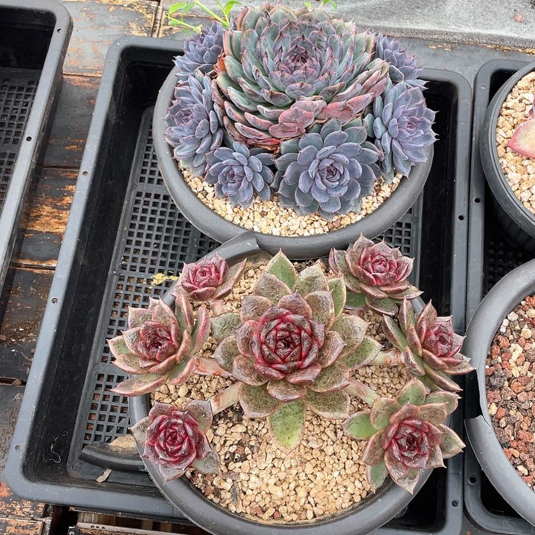 多肉植物一物一拍