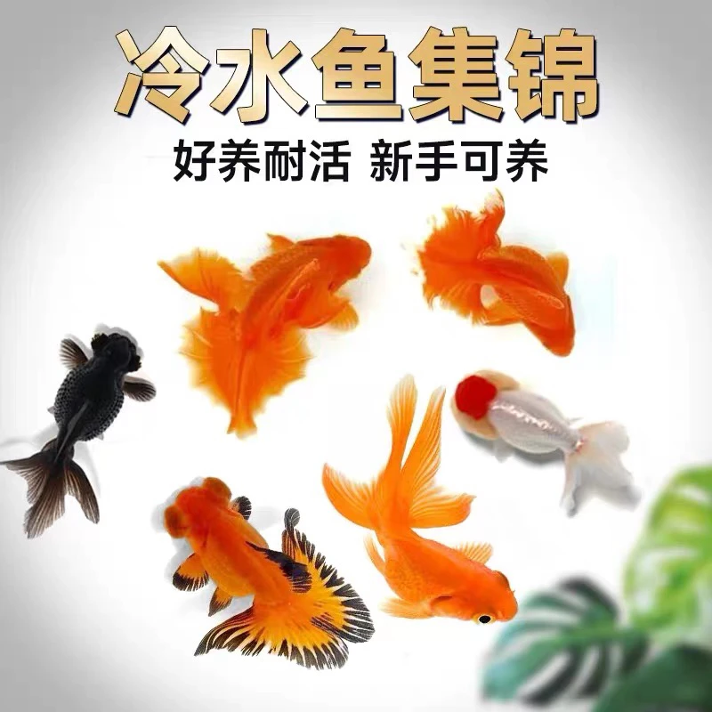 大金鱼 21尾 包邮超大尺寸多品种混搭 4-6公分