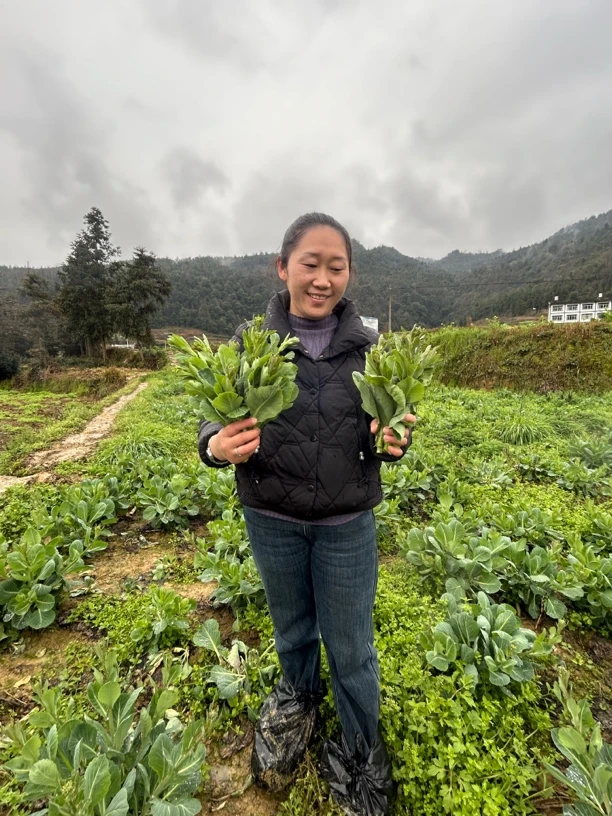 贵州高山农家种植甘蓝包菜苔新鲜出土了