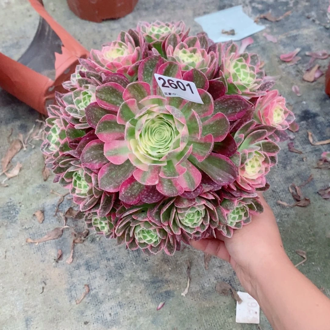 海仙2601多肉1111