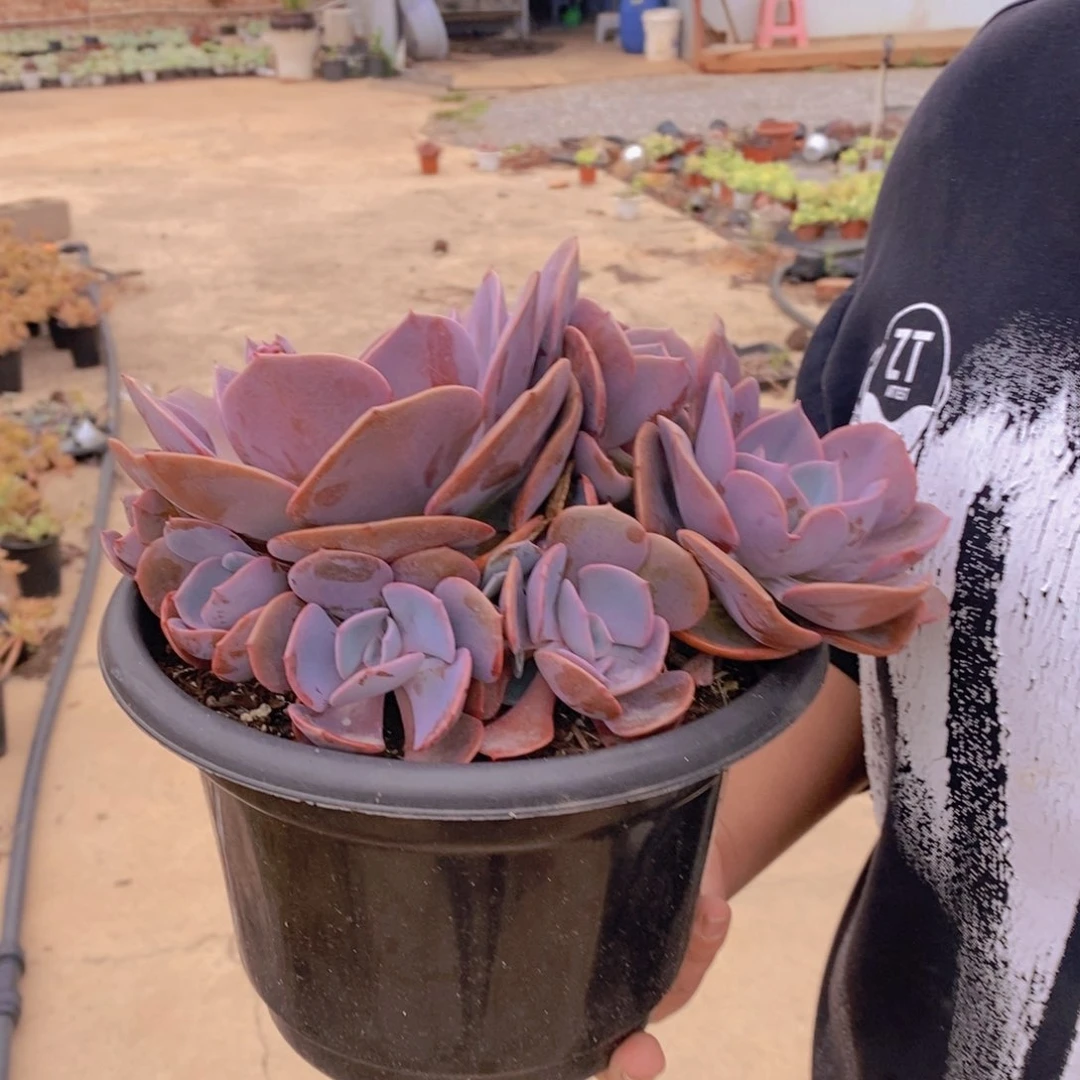 尘埃玫瑰大单头带仔六头起发